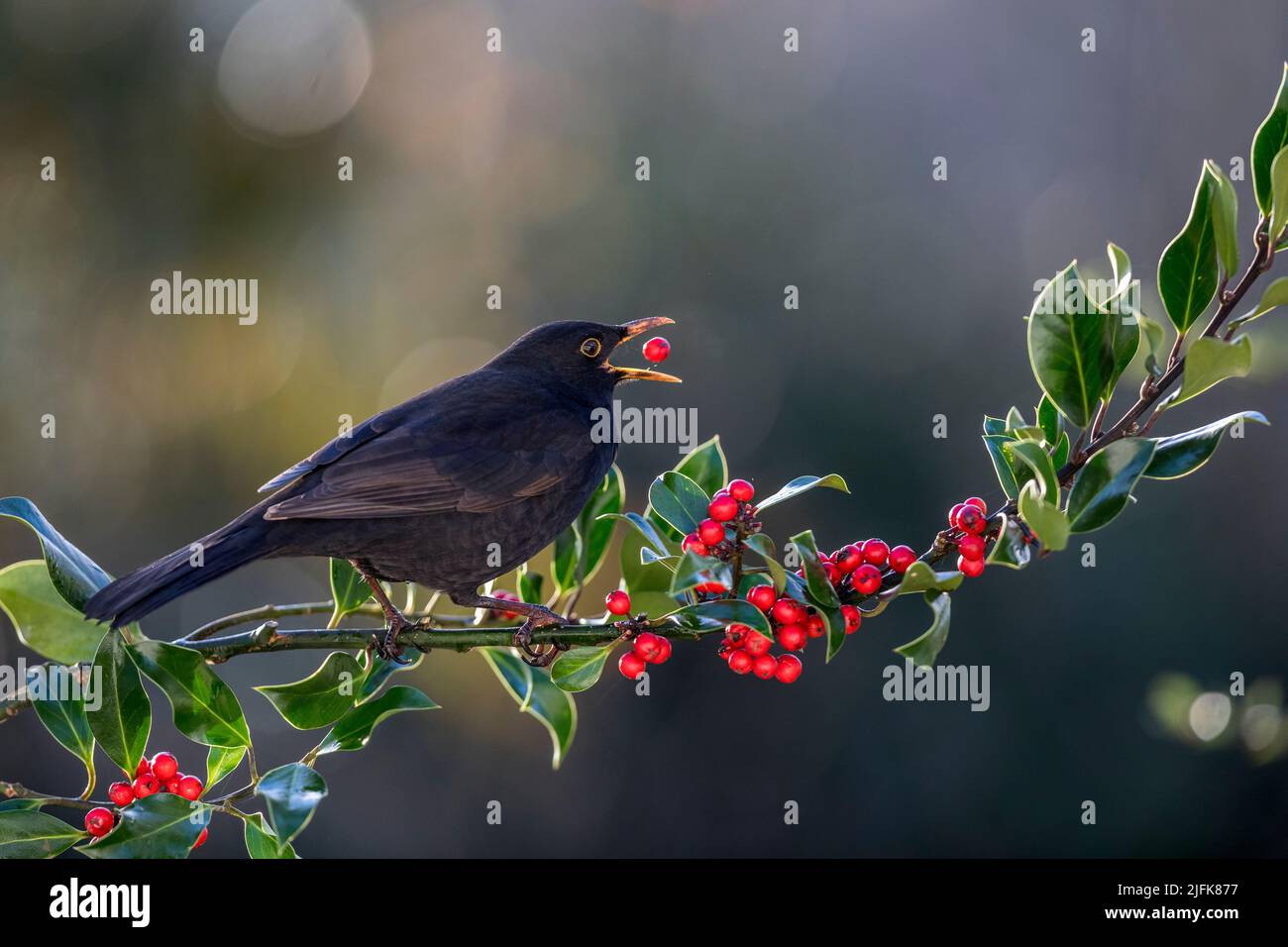 Blackbird; Turdus merula; Eating a Holly Berry; UK Stock Photo