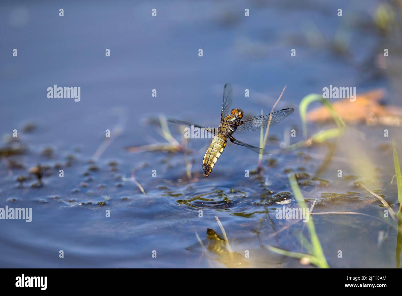 Broad Bodied Chaser Dragonfly; Libellula depressa; Female Egg Laying; UK Stock Photo