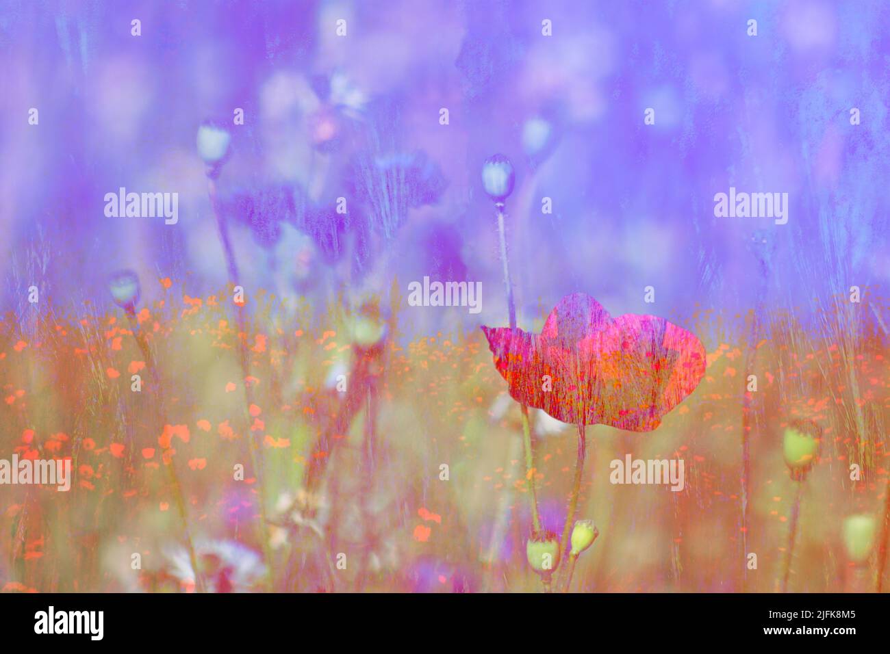 Poppy poppies blue butterfly hi-res stock photography and images - Alamy