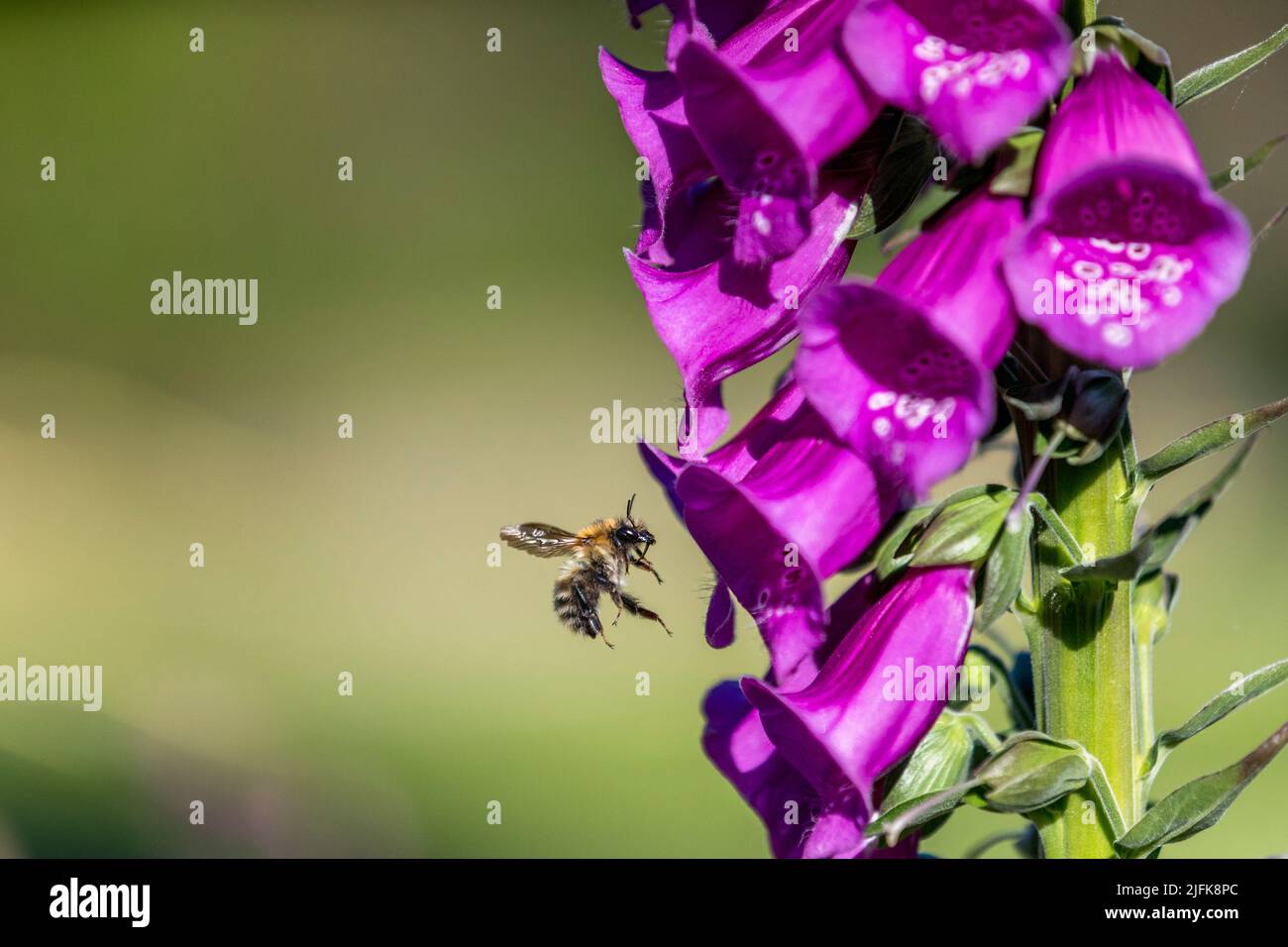 Common Carder Bee; Bombus pascuorum; Approaching Foxglove flower; UK Stock Photo