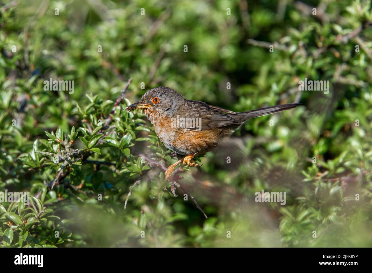 Dartford Warbler; Anthriscus sylvestris; Carrying Insects; UK Stock Photo