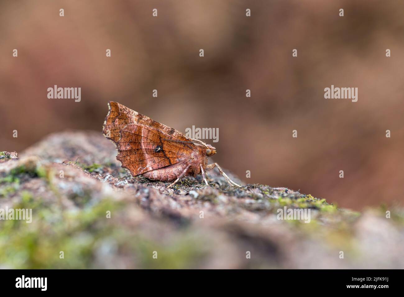 Early Thorn Moth; Selenia dentaria; UK Stock Photo