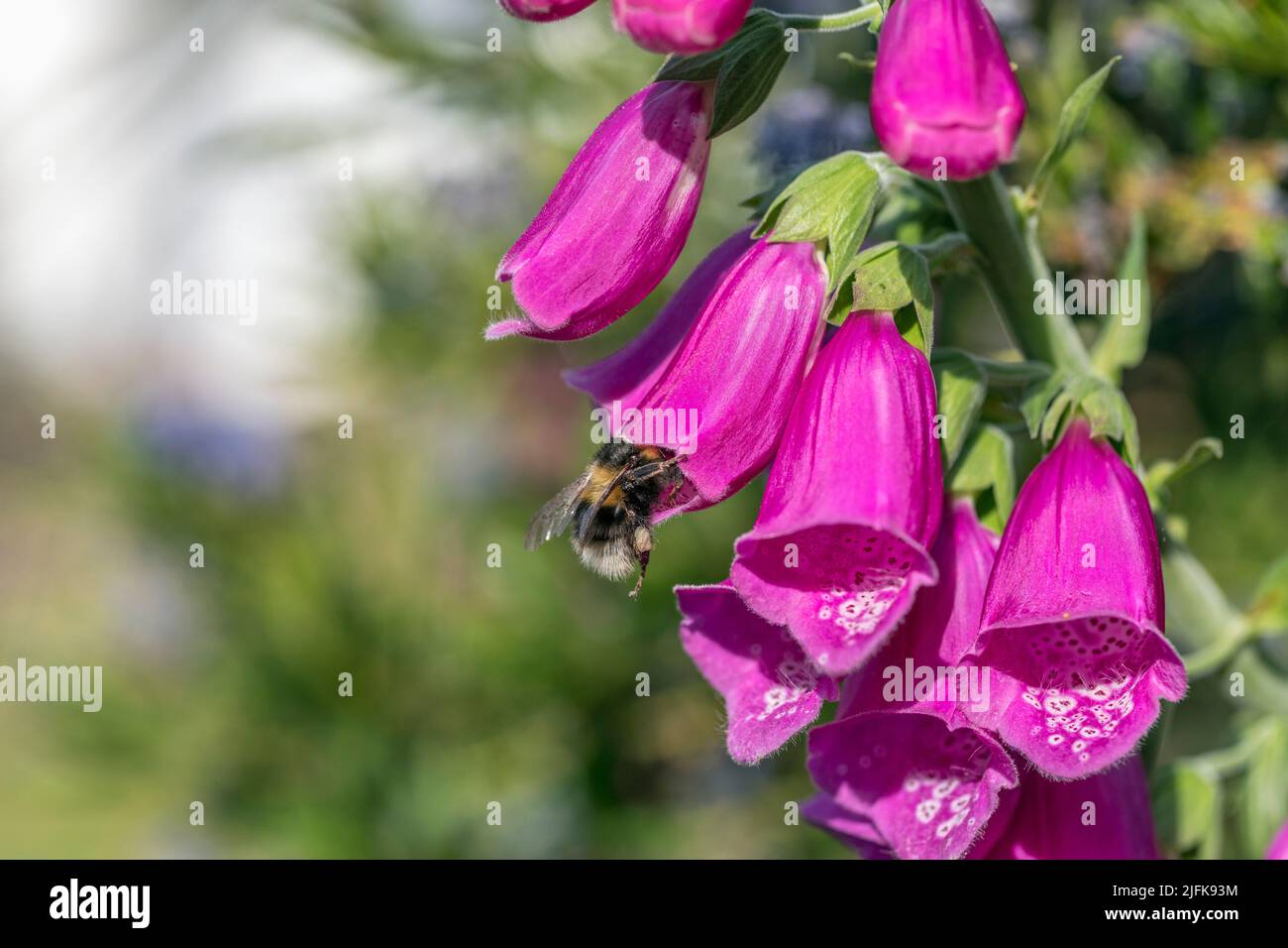 Garden Bumblebee; Bombus hortorum; at Foxglove; UK Stock Photo Alamy