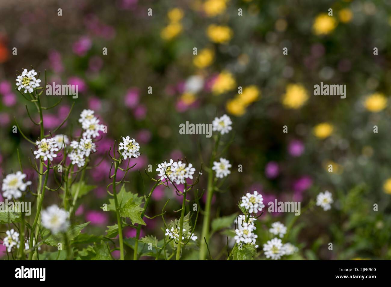 Garlic Mustard; Alliaria petiolata; Flowers; UK Stock Photo