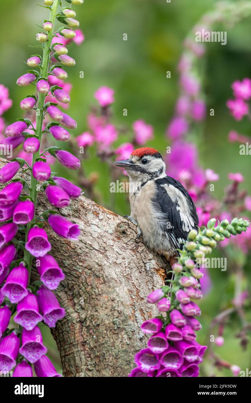 Great Spotted Woodpecker; Dendrocopos major; Young; UK Stock Photo