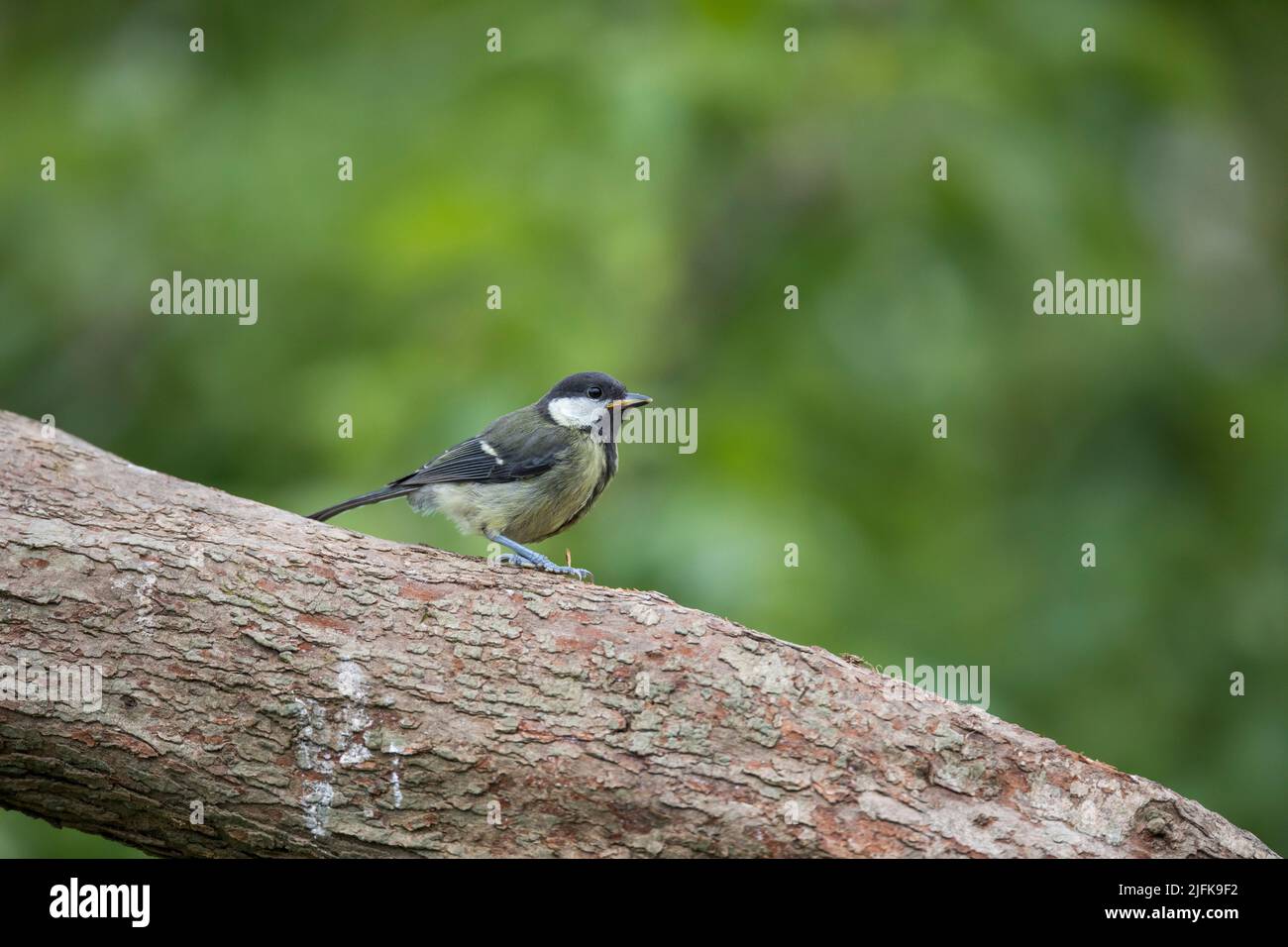 Great Tit; Parus major; Young; UK Stock Photo