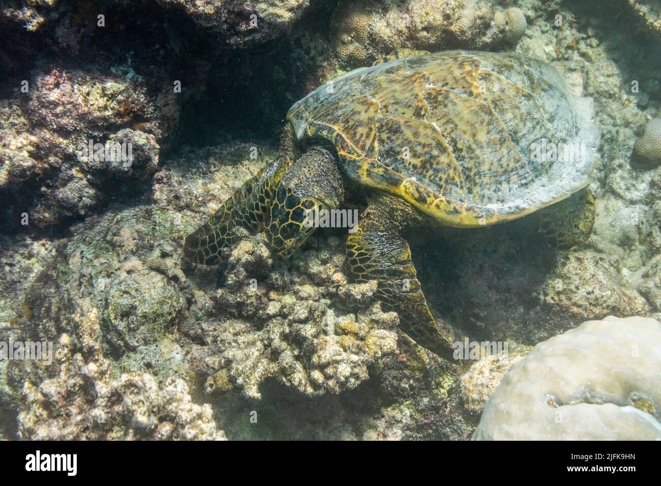 Hawksbill Turtle; Eretmochelys imbricata; Maldives Stock Photo