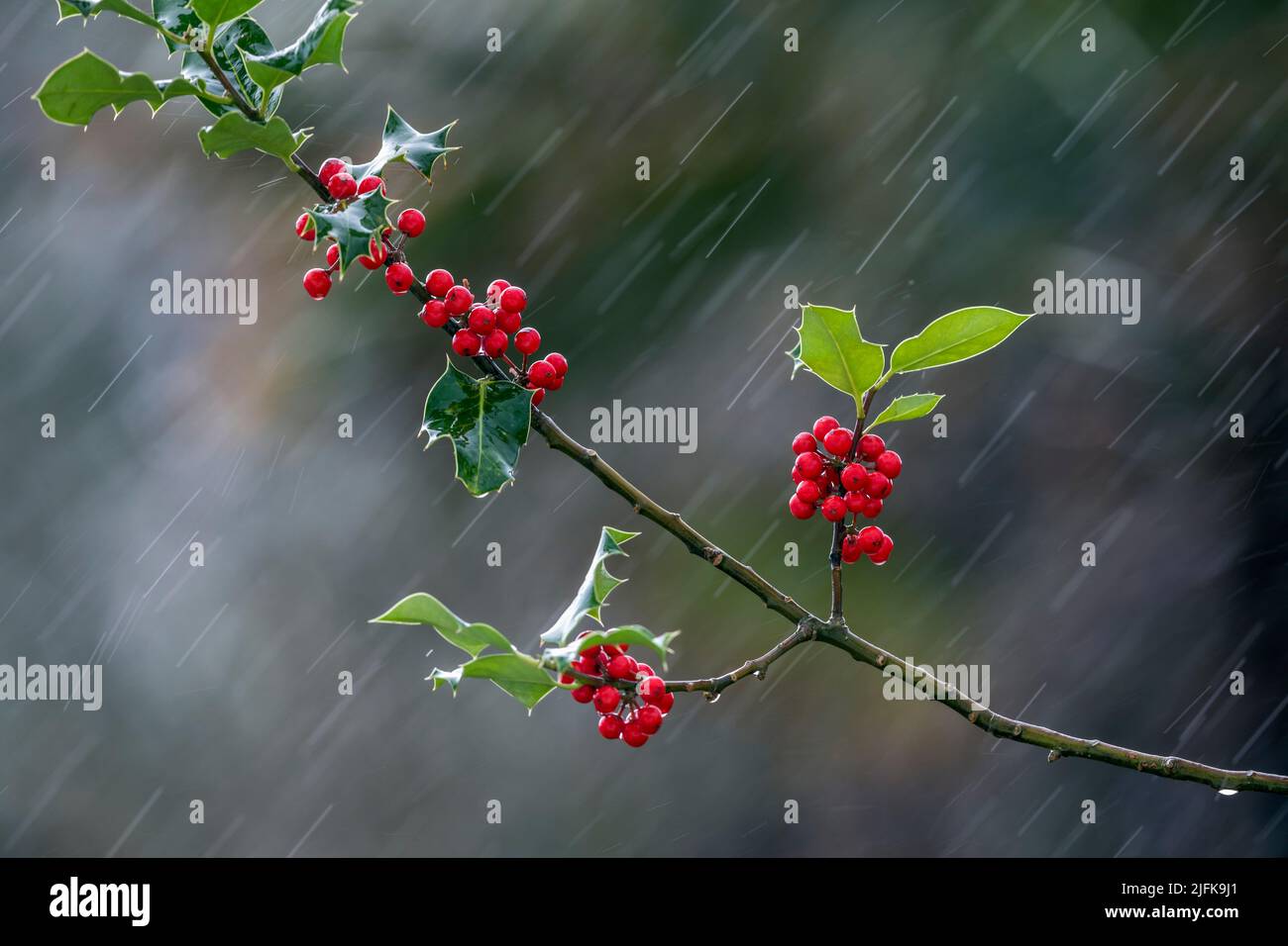 Holly Berries; Ilex aquifolium; Sleet; UK Stock Photo