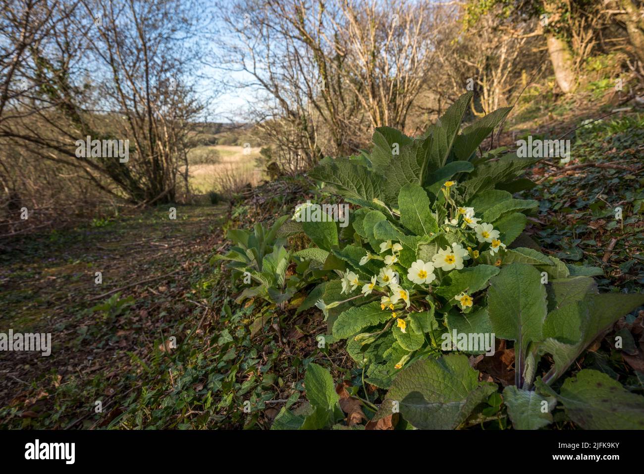 Primroses; Primula vulgaris; Flowers; UK Stock Photo