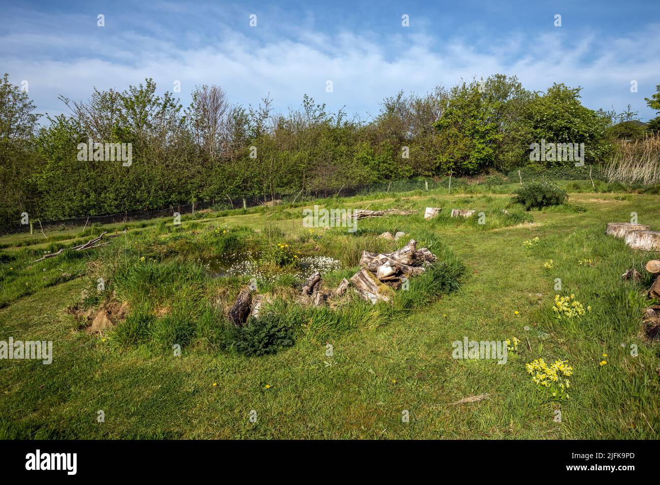 Wild Garden with Pond; Spring; UK Stock Photo