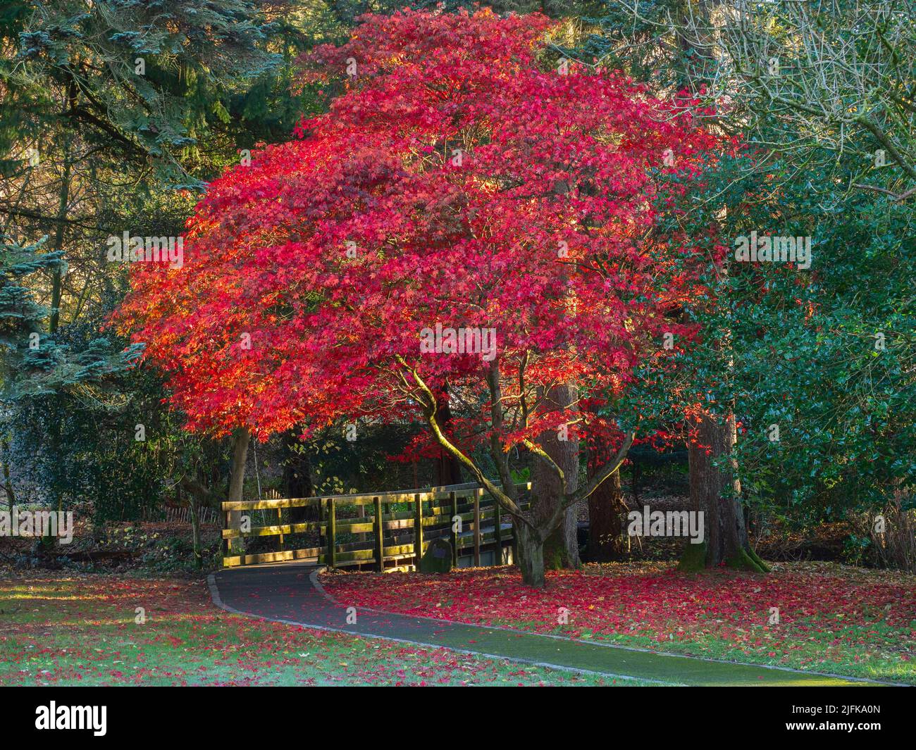 Acers are deciduous trees that put on a show-stopping display with their beautiful foliage and autumn colours. Commonly known as Japanese Maple Stock Photo