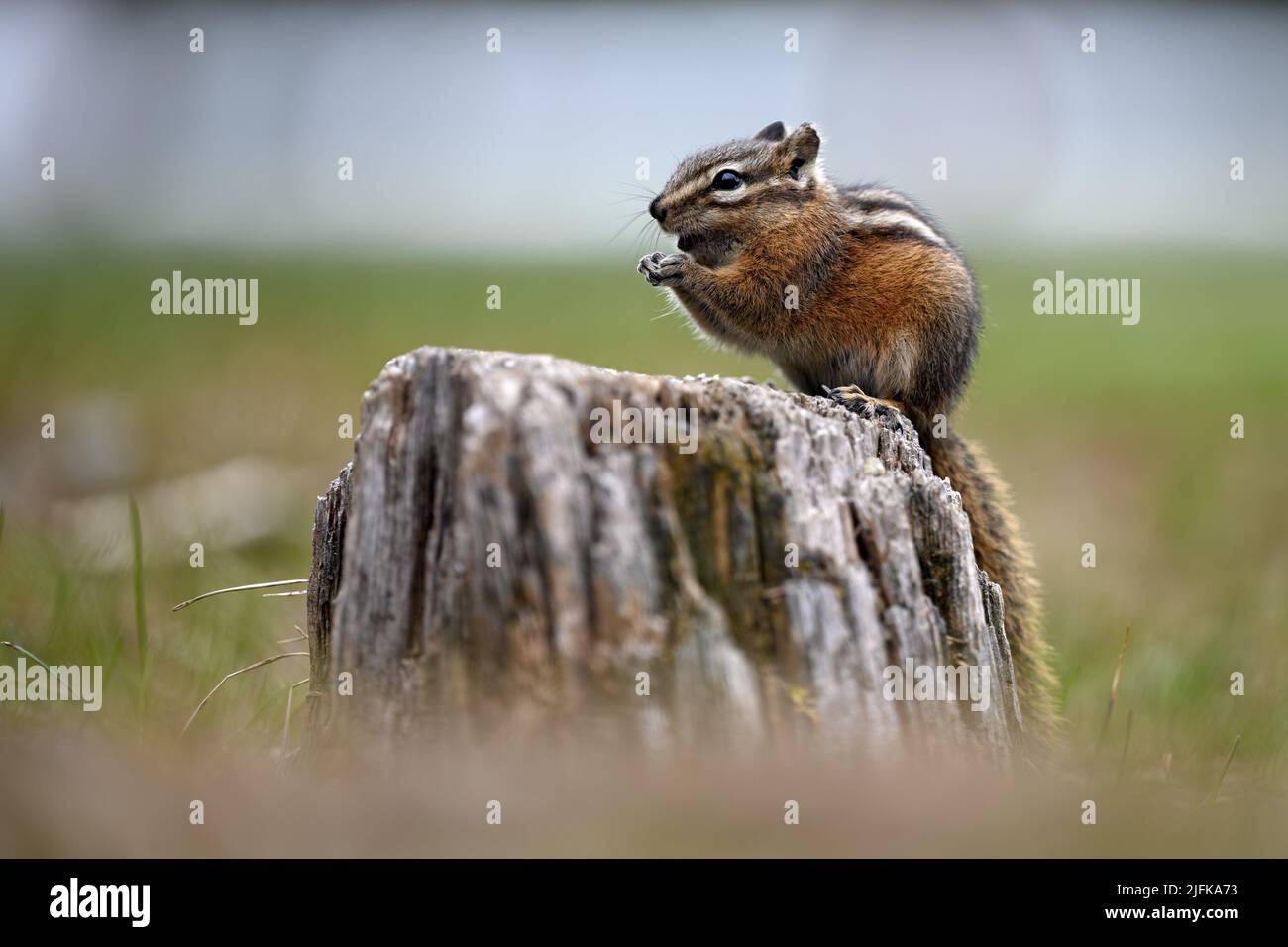 A cute and playful chipmunk running, jumping, sitting and eating on an old tree trunk in E. C. Manning Park, British Columbia, Canada. Stock Photo