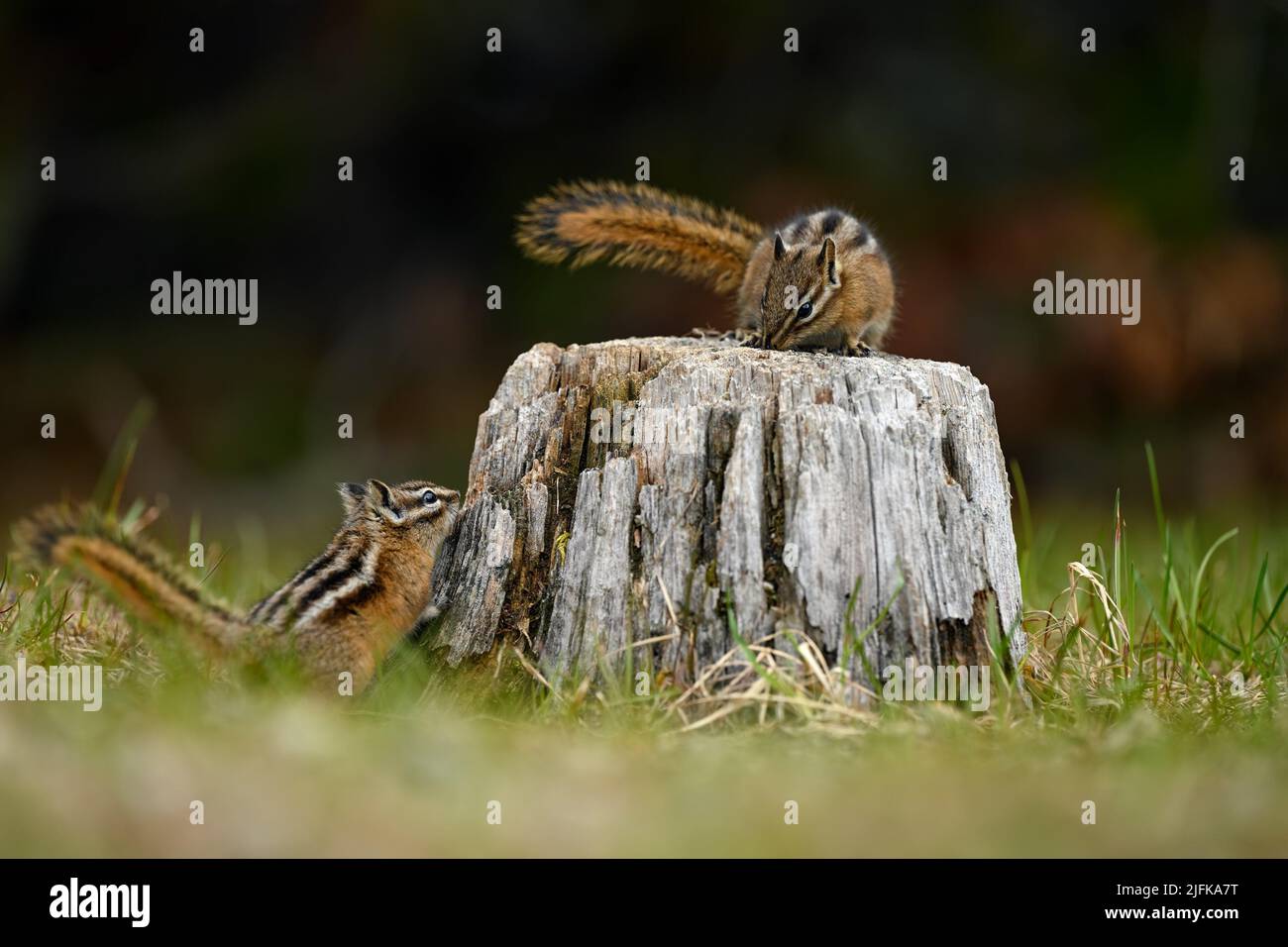 A cute and playful chipmunk running, jumping, sitting and eating on an old tree trunk in E. C. Manning Park, British Columbia, Canada. Stock Photo