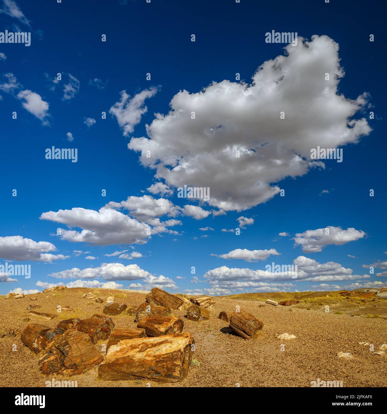 Petrified Forest National Park (fossils and large deposits of petrified