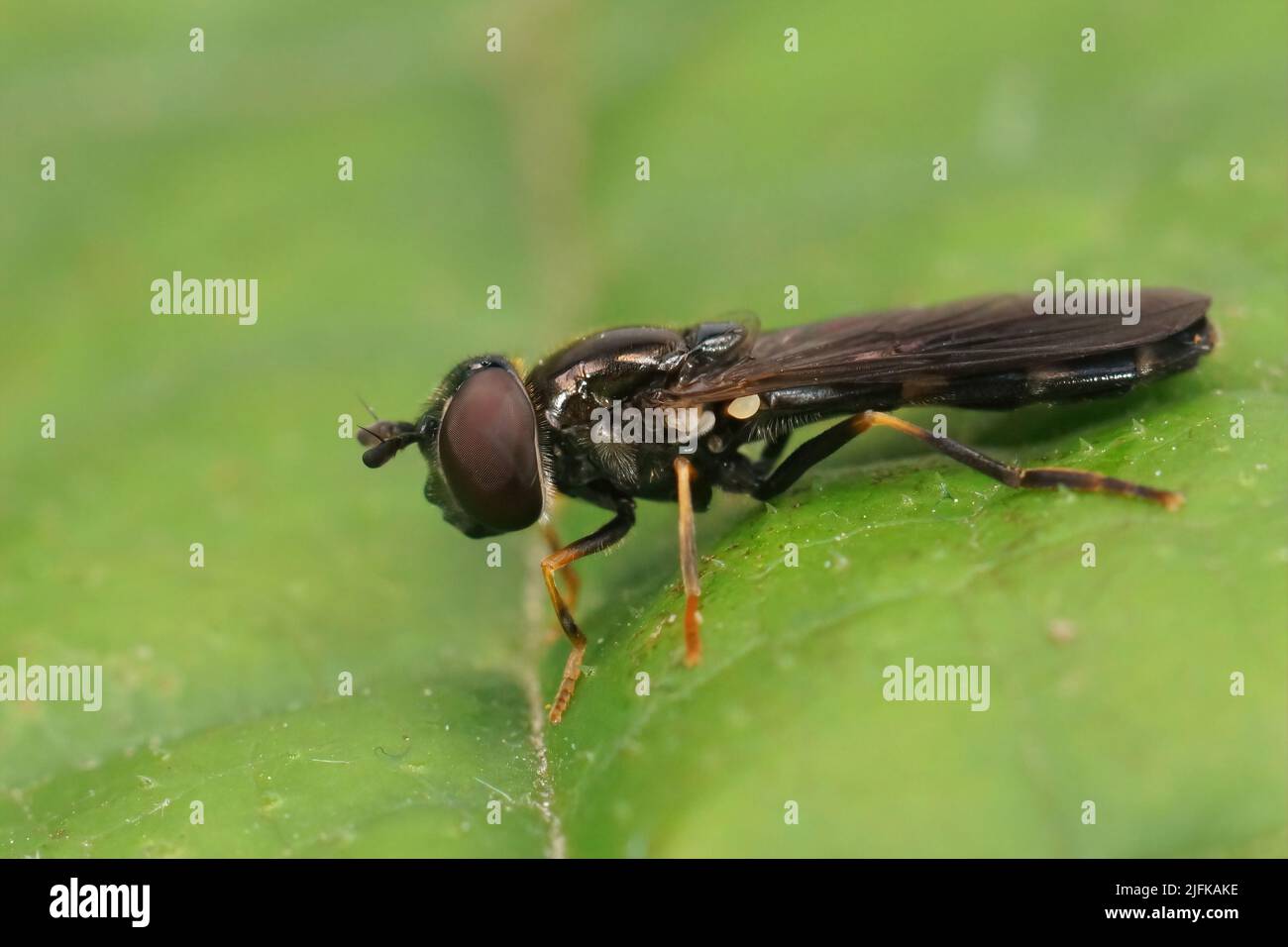 Closeup on a small dark hoverfly, Pyrophaena rosarum sitting on a green leaf in the field Stock Photo