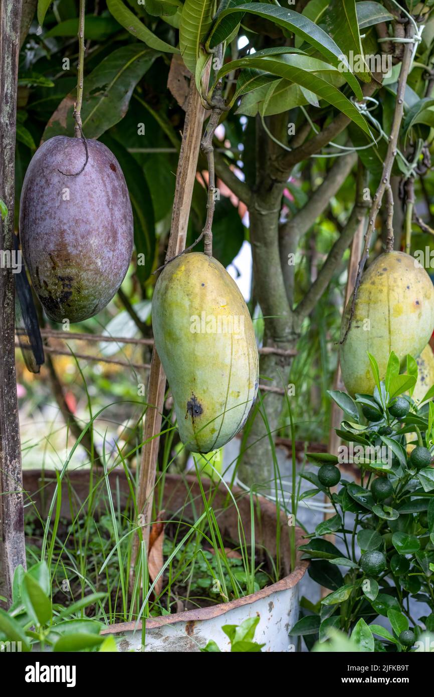 Organic fresh mango fruit hanging on a rooftop garden Stock Photo