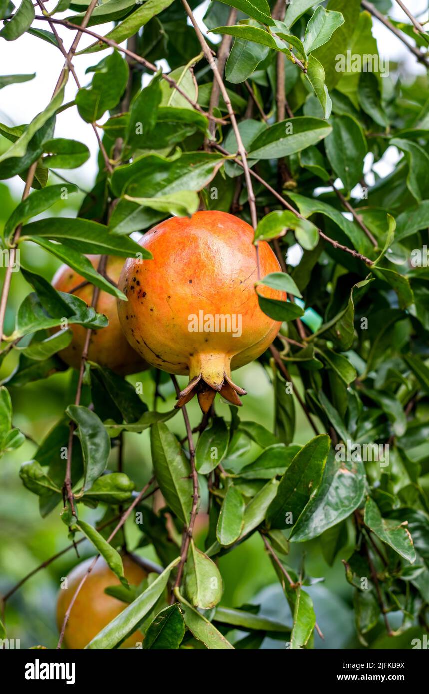 Organic healthy pomegranate fruit hanging on a branch in the garden close up Stock Photo