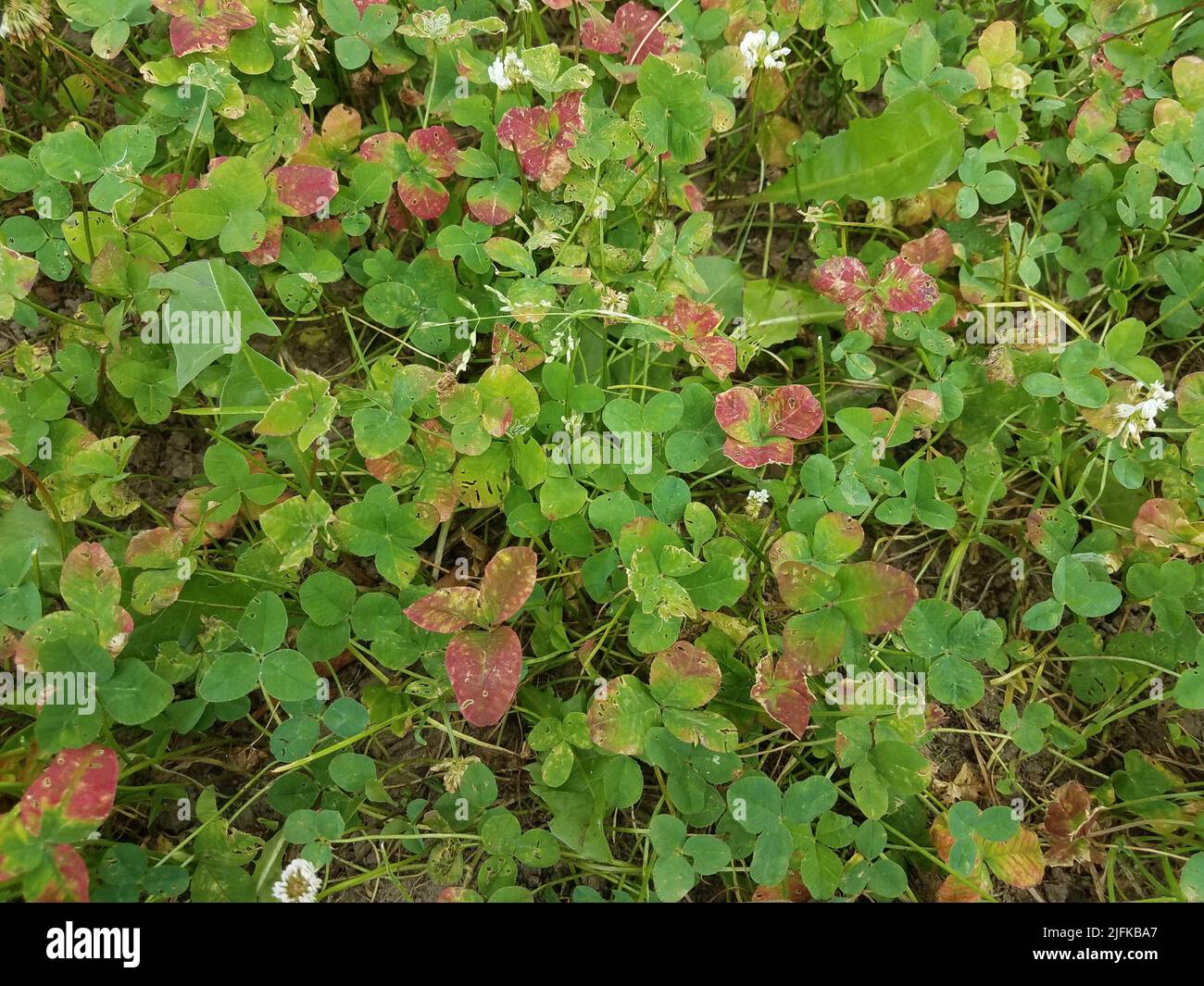 green and red clover with grass and weeds and dirt Stock Photo Alamy