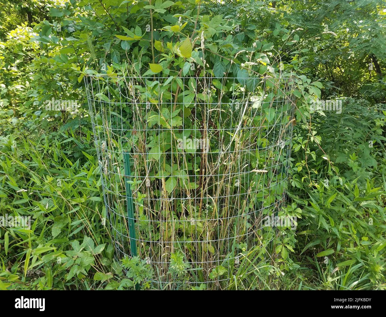 mteal cage around trees and many green plants. Stock Photo