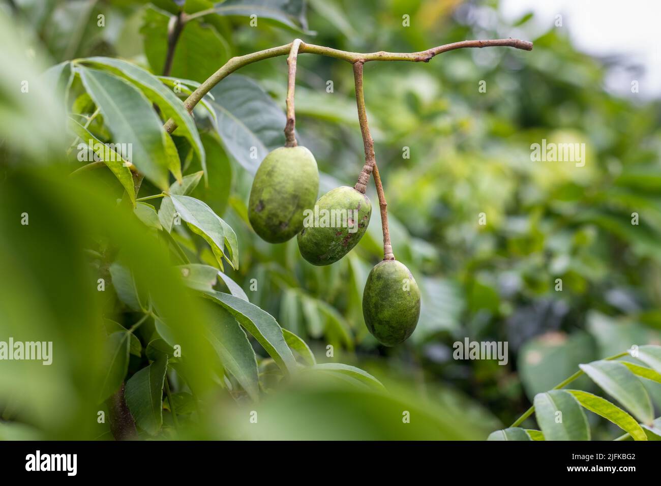 Selective focused young spondias mombin or hog plum fruit growing on the tree close up with copy space Stock Photo