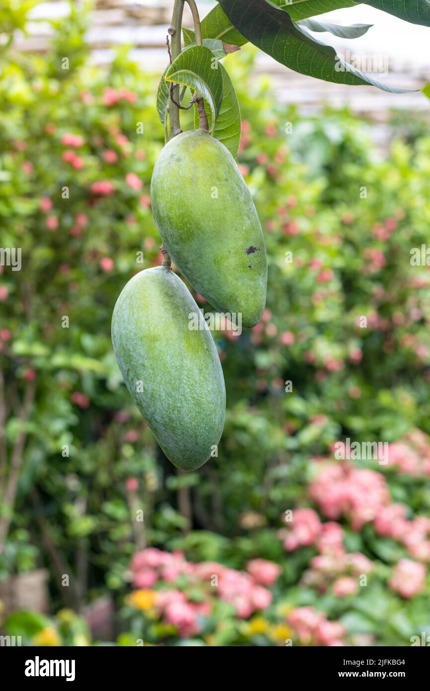Two raw mangoes hanging in the garden close up Stock Photo