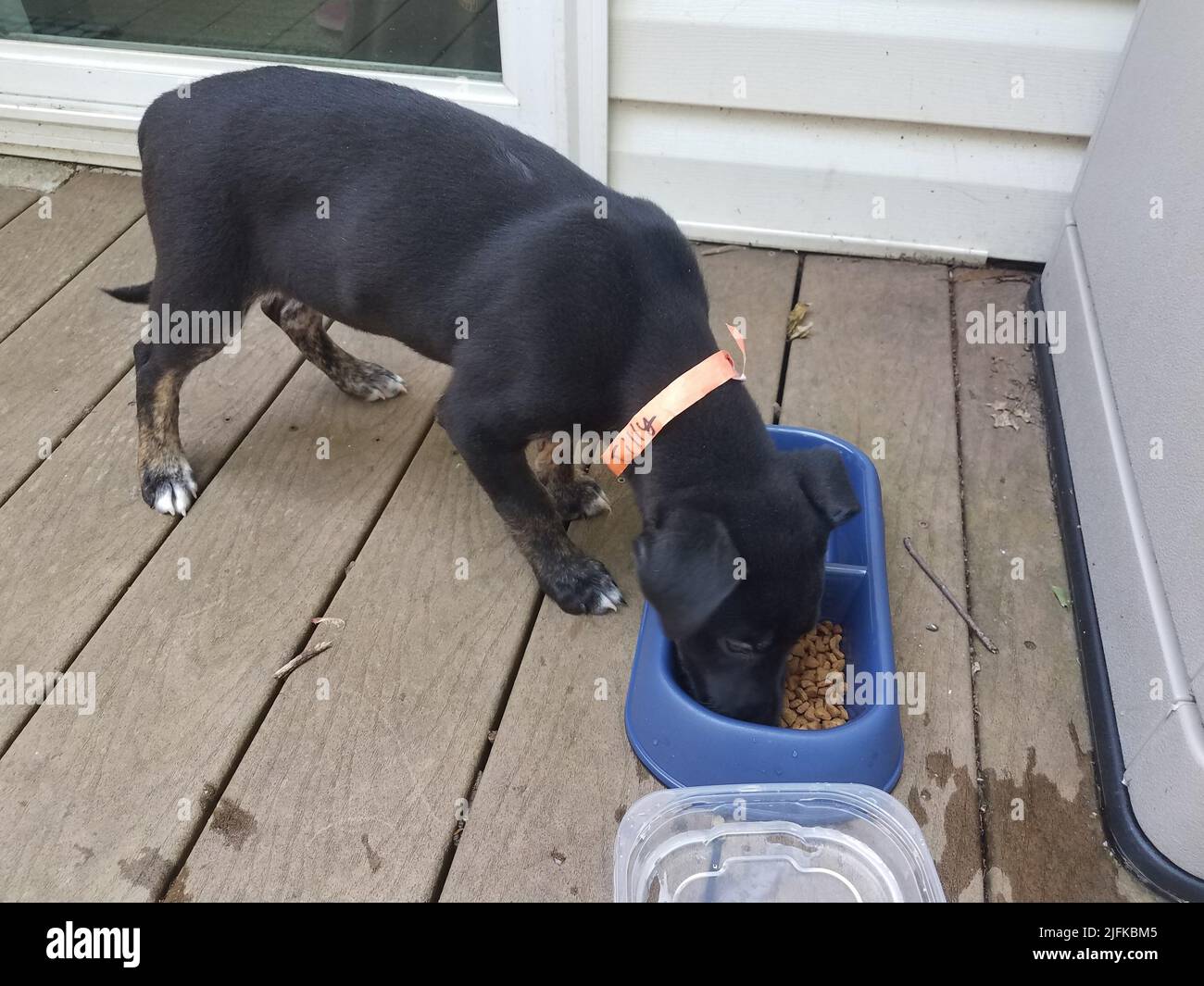 Why Do Puppies Eat Wood