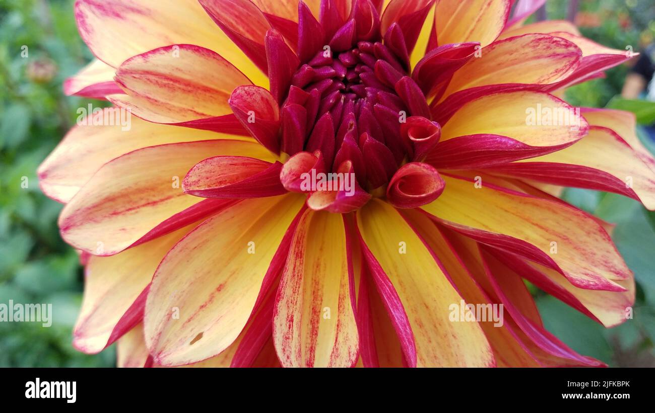 red and yellow dahlia flower petals blooming and green leaves Stock