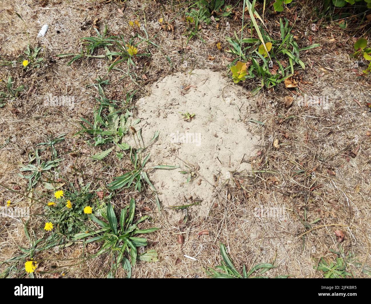 brown grass or lawn with weeds and ant hill mound. Stock Photo