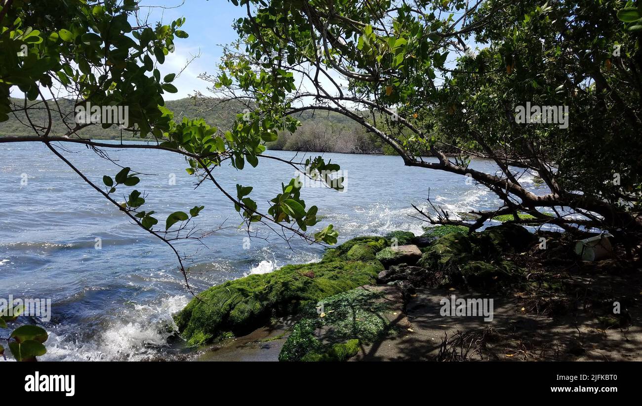 green seaweed and trees and sea water on shore in Guanica, Puerto Rico. Stock Photo