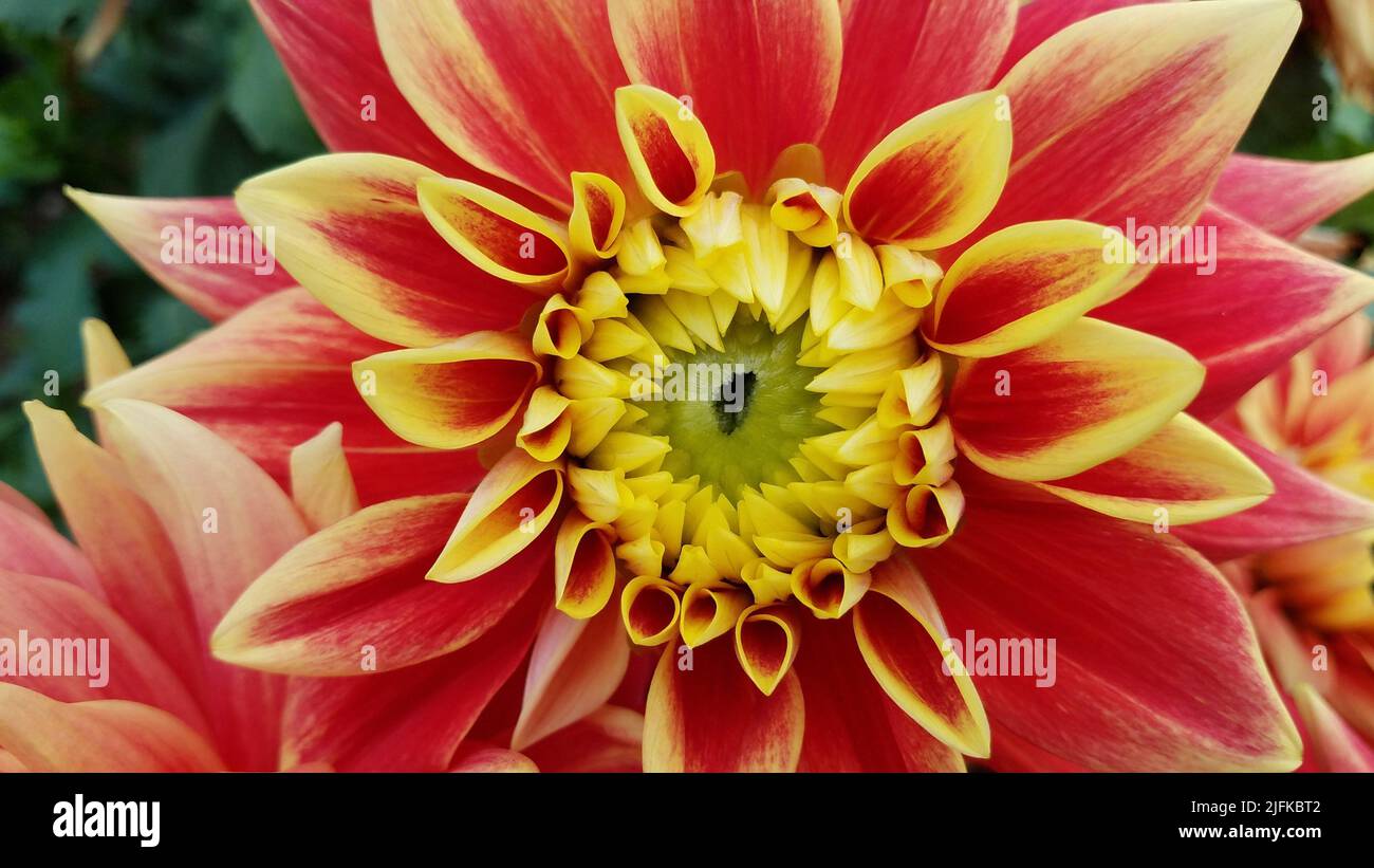 red and yellow dahlia flower petals blooming with green leaves Stock