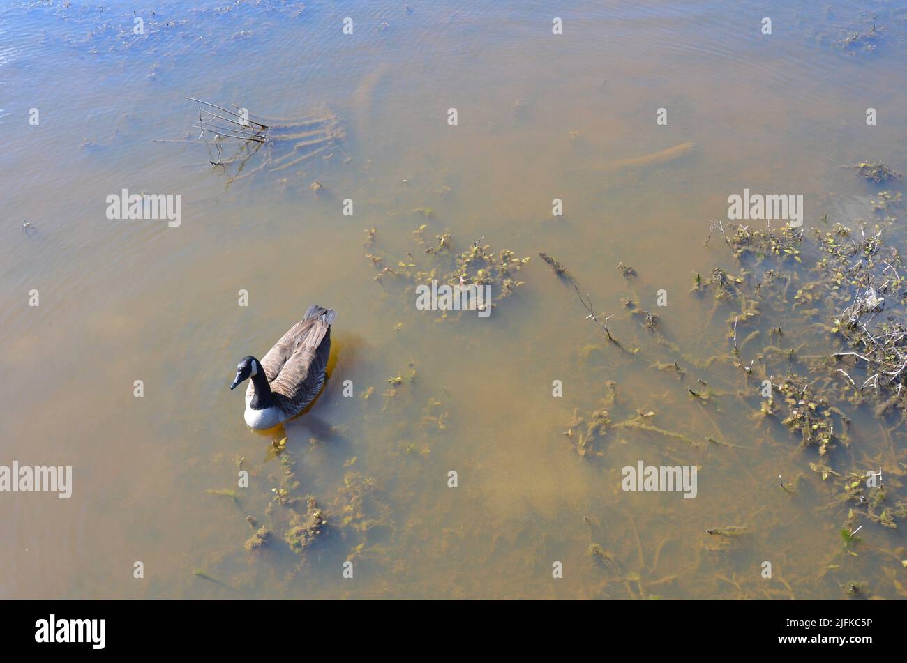 goose swimming in dark or murky water with plants. Stock Photo
