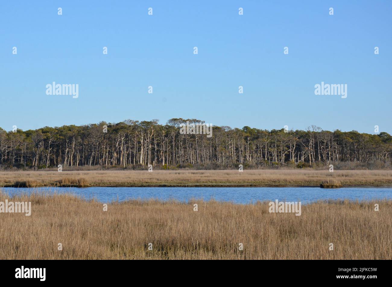 brown grass and water and trees in wetland or coast. Stock Photo