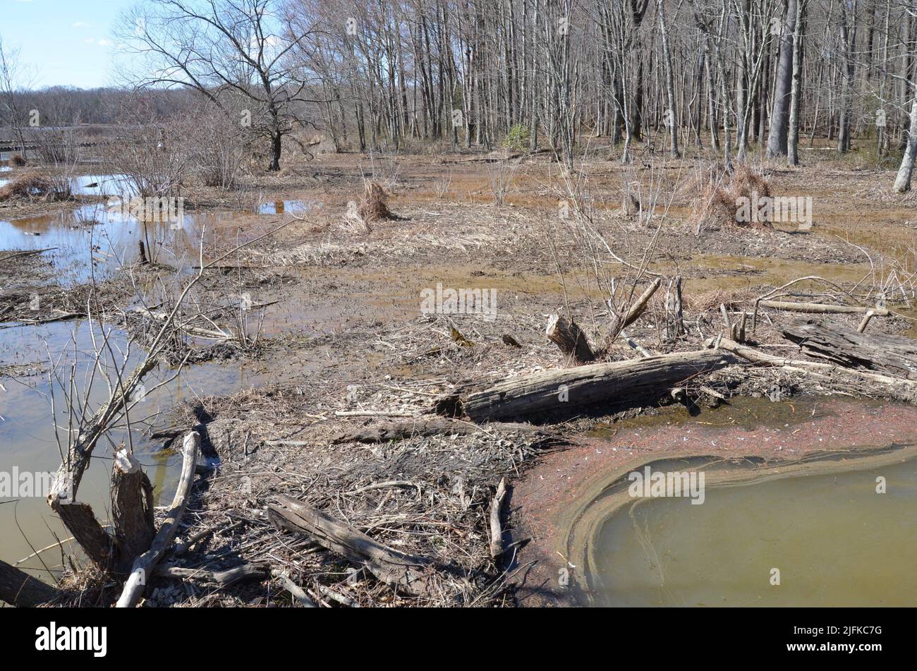 beaver dam with water and sticks and trees in wetland environment. Stock Photo
