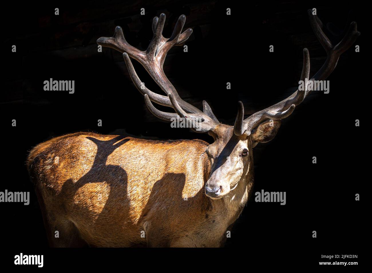 low key close-up portrait of a stag red deer with huge antlers Stock Photo