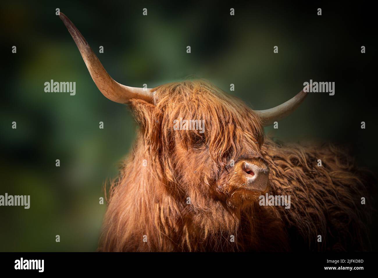 artistic portrait of a scottish highland cow looking to the right with ...