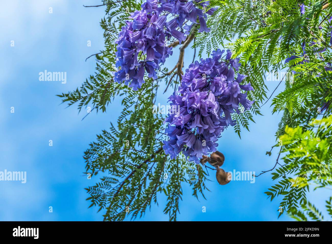 Colorful Blue Jacaranda Flowers Waikiki Honolulu Hawaii Stock Photo Alamy