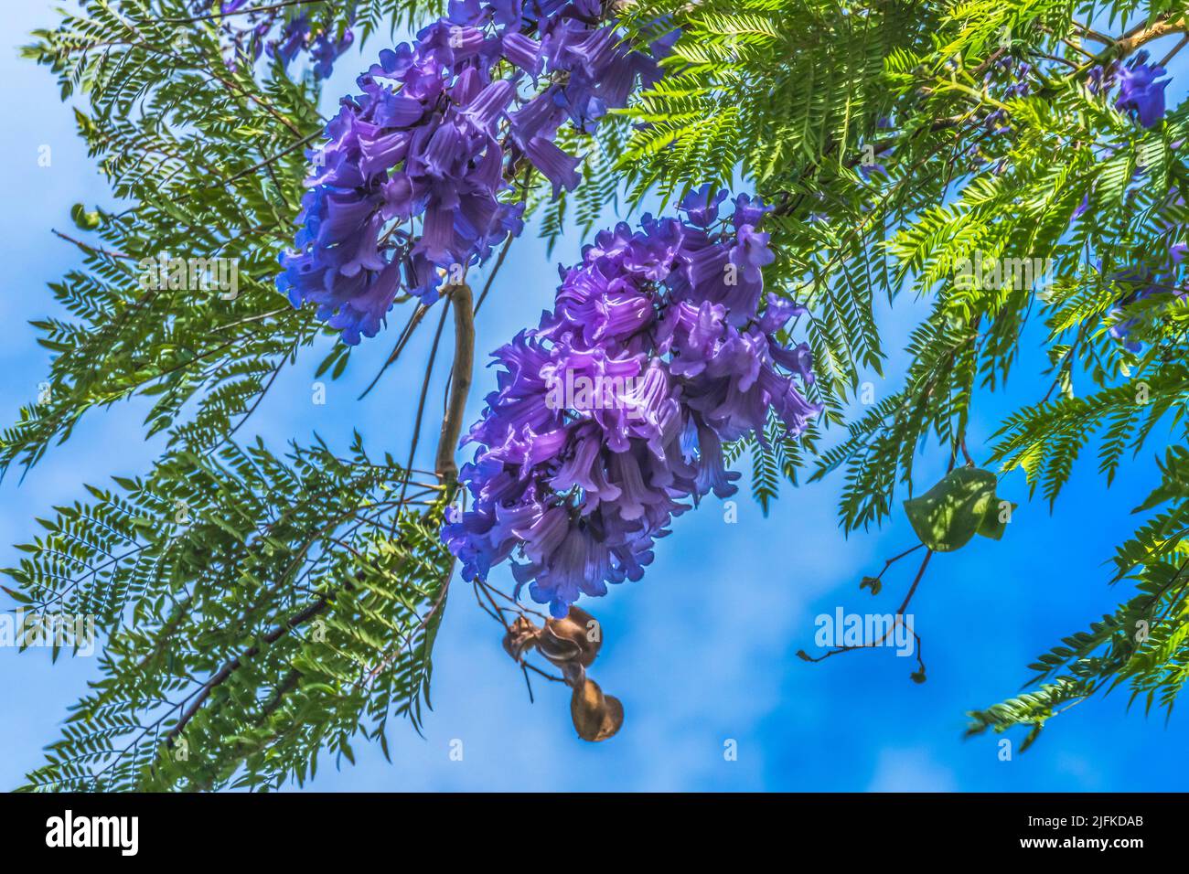 Colorful Blue Jacaranda Flowers Waikiki Honolulu Hawaii Stock Photo Alamy