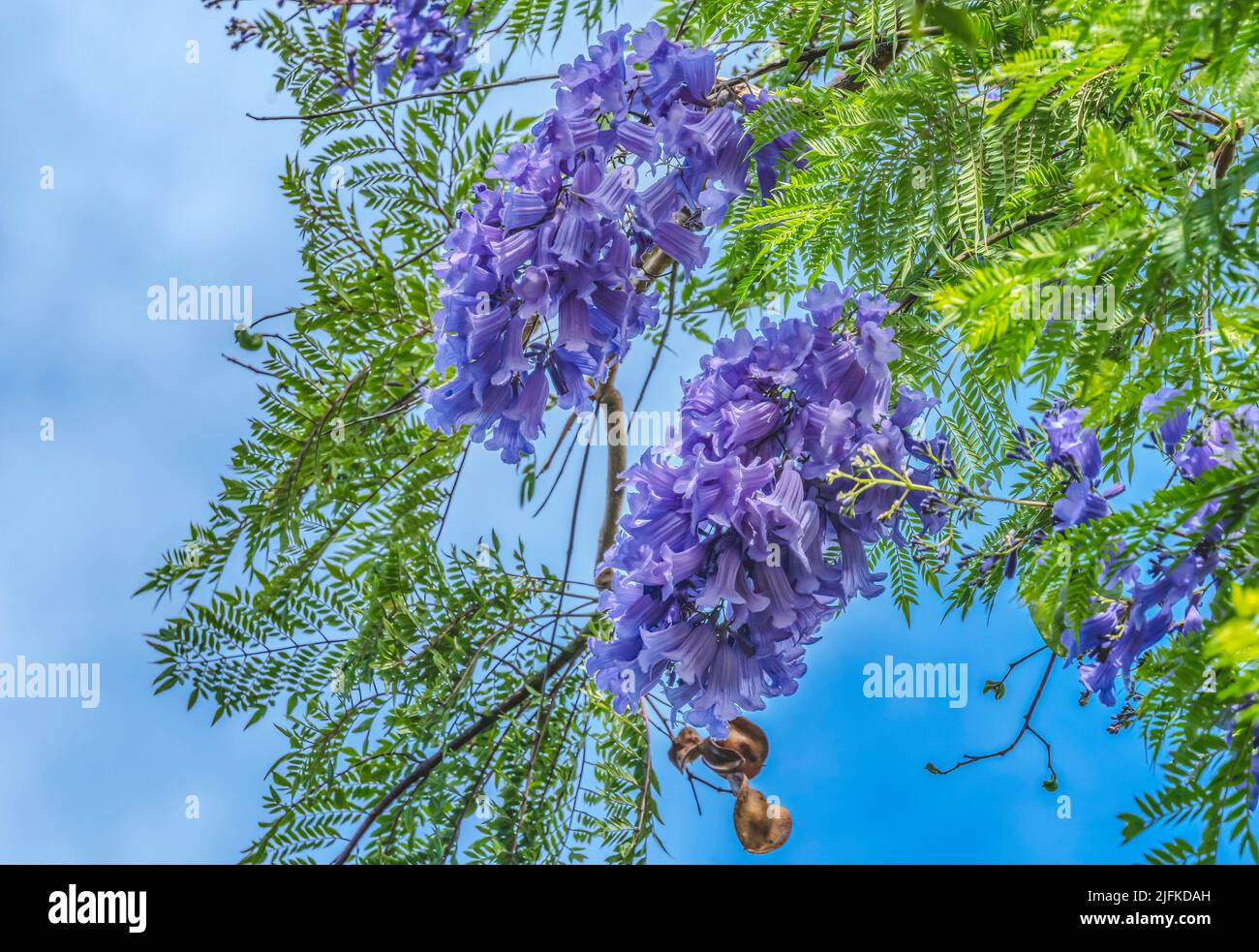 Colorful Blue Jacaranda Flowers Waikiki Honolulu Hawaii Stock Photo Alamy