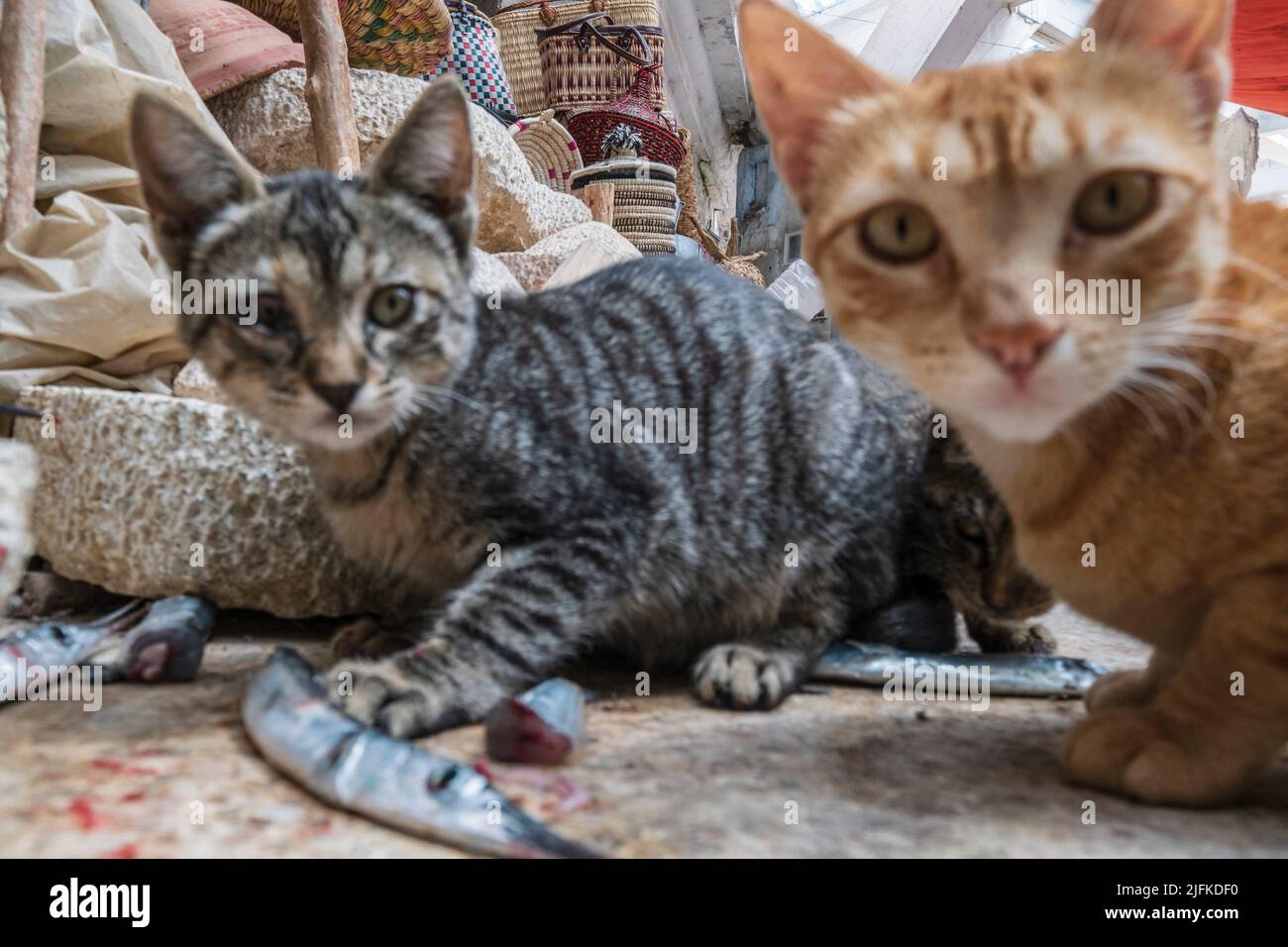 cats eating the leftovers from the fish market in the medina, Essaouira