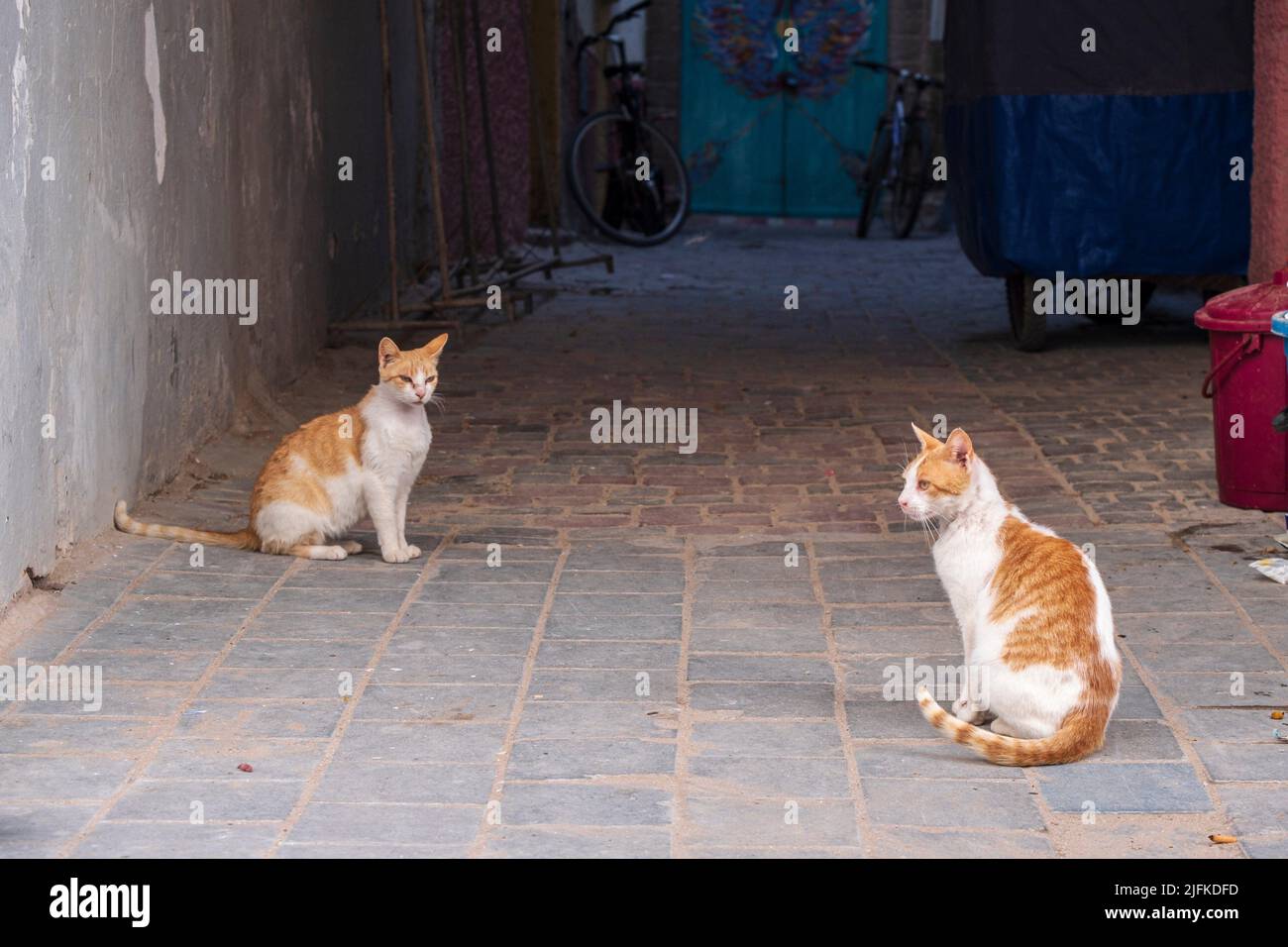 street cat, Essaouira, morocco, africa. Stock Photo