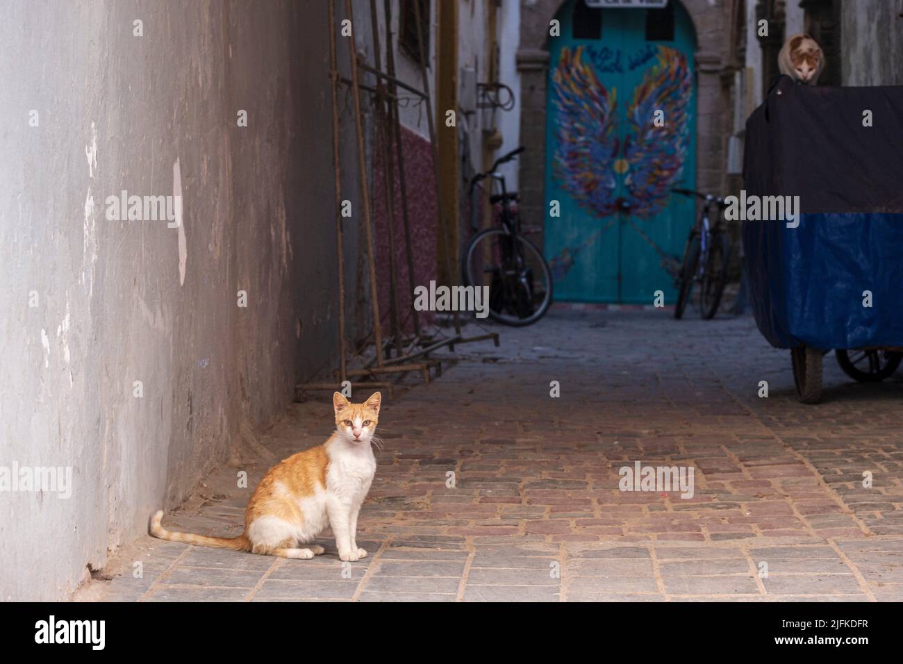 street cat, Essaouira, morocco, africa. Stock Photo