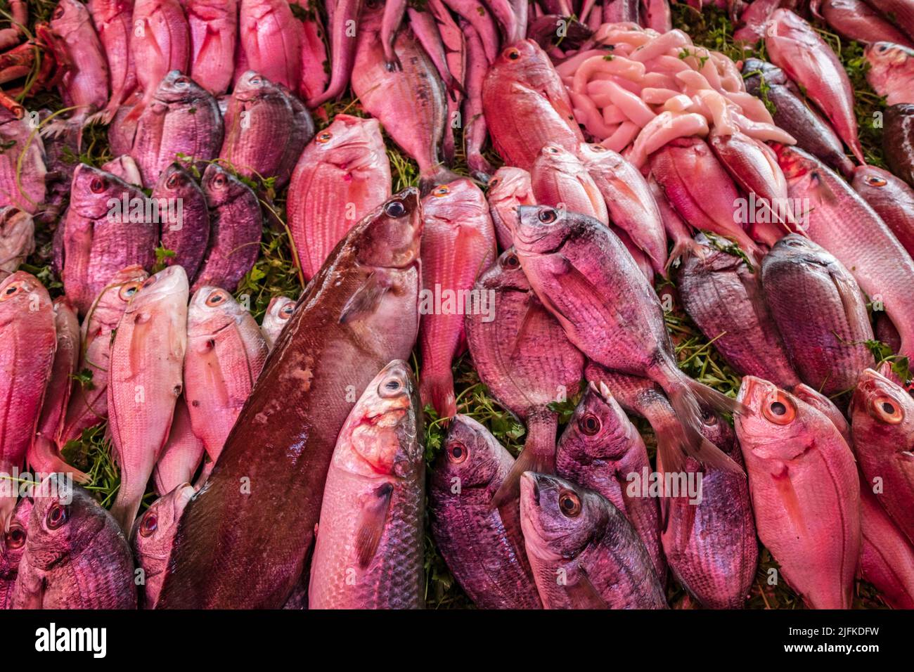 fish market in the medina, Essaouira, morocco, africa. Stock Photo