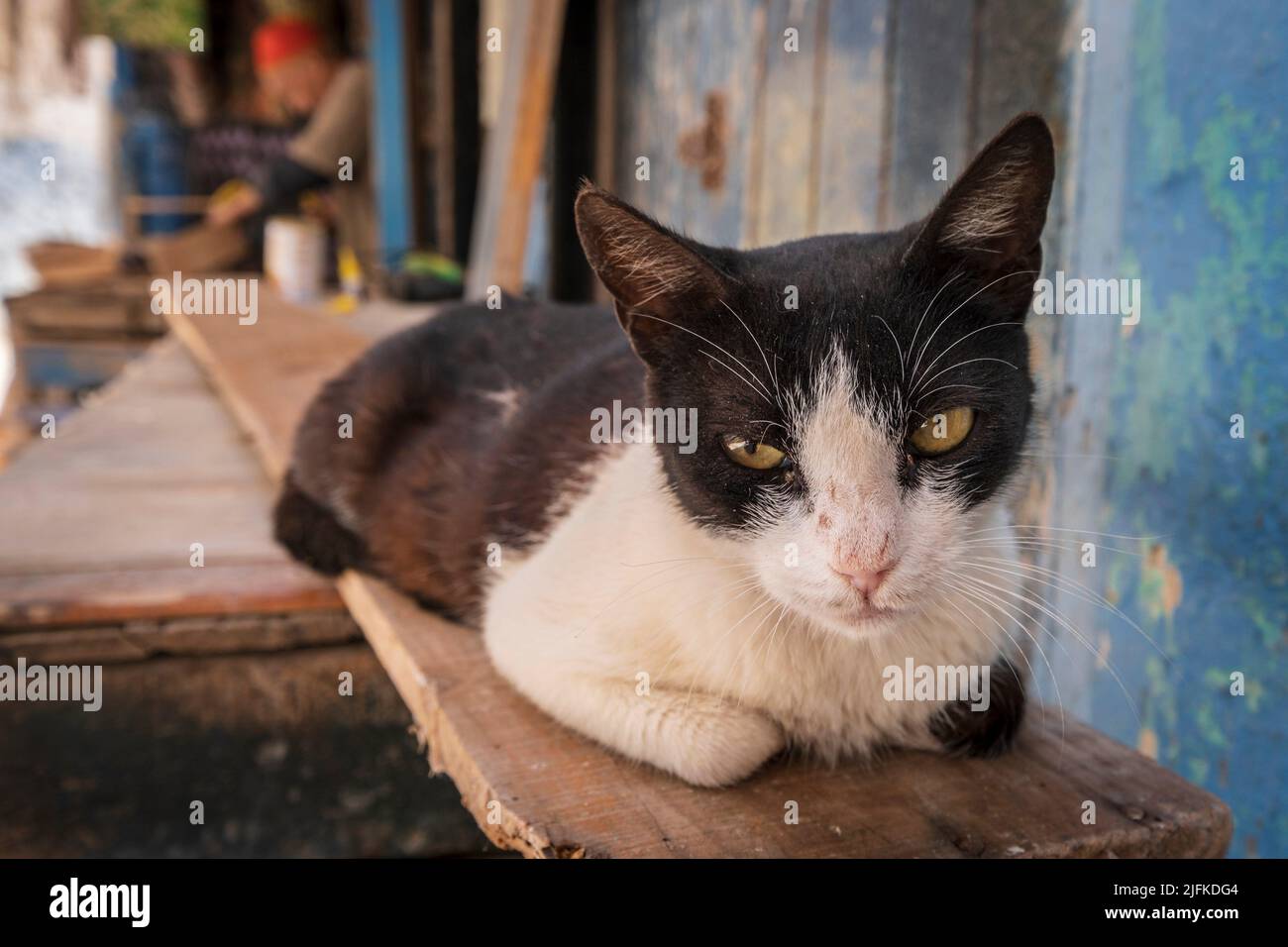 cat resting, medina alley, Essaouira, morocco, africa. Stock Photo