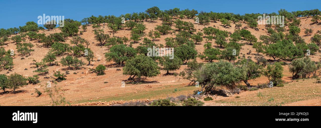 argan grove, Isk n Mansour park, road from Essaouira to Agadir,morocco, africa. Stock Photo