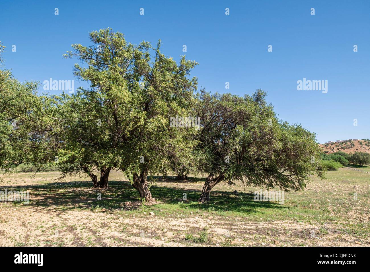 argan grove, Isk n Mansour park, road from Essaouira to Agadir,morocco, africa. Stock Photo