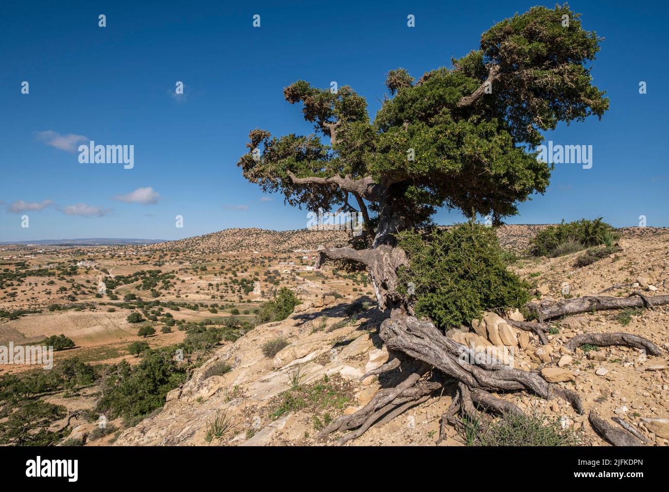 argan tree, Assaka, road from Essaouira to Agadir, morocco, africa. Stock Photo