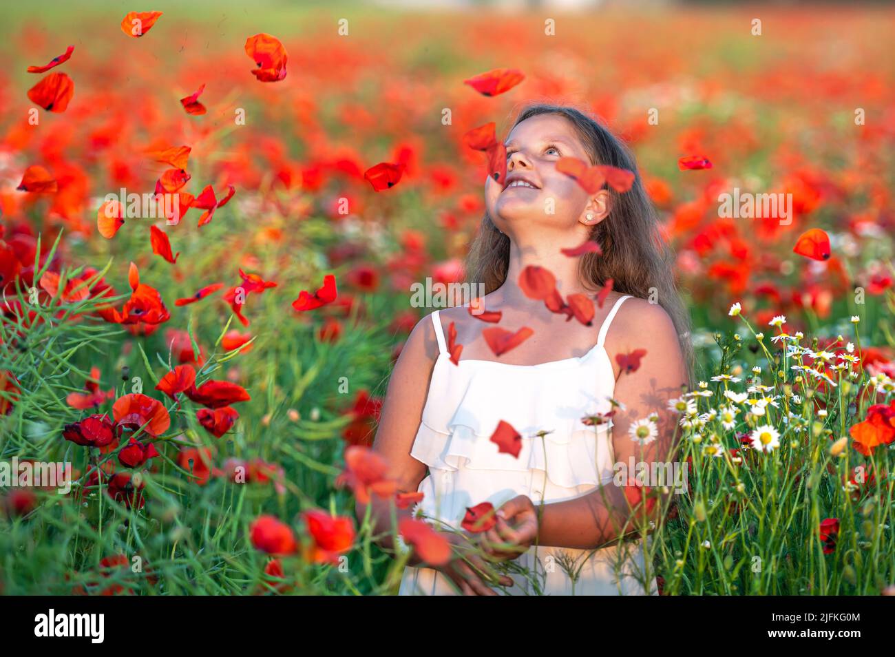 pretty little girl wearing white dress in summer blooming poppy field ...