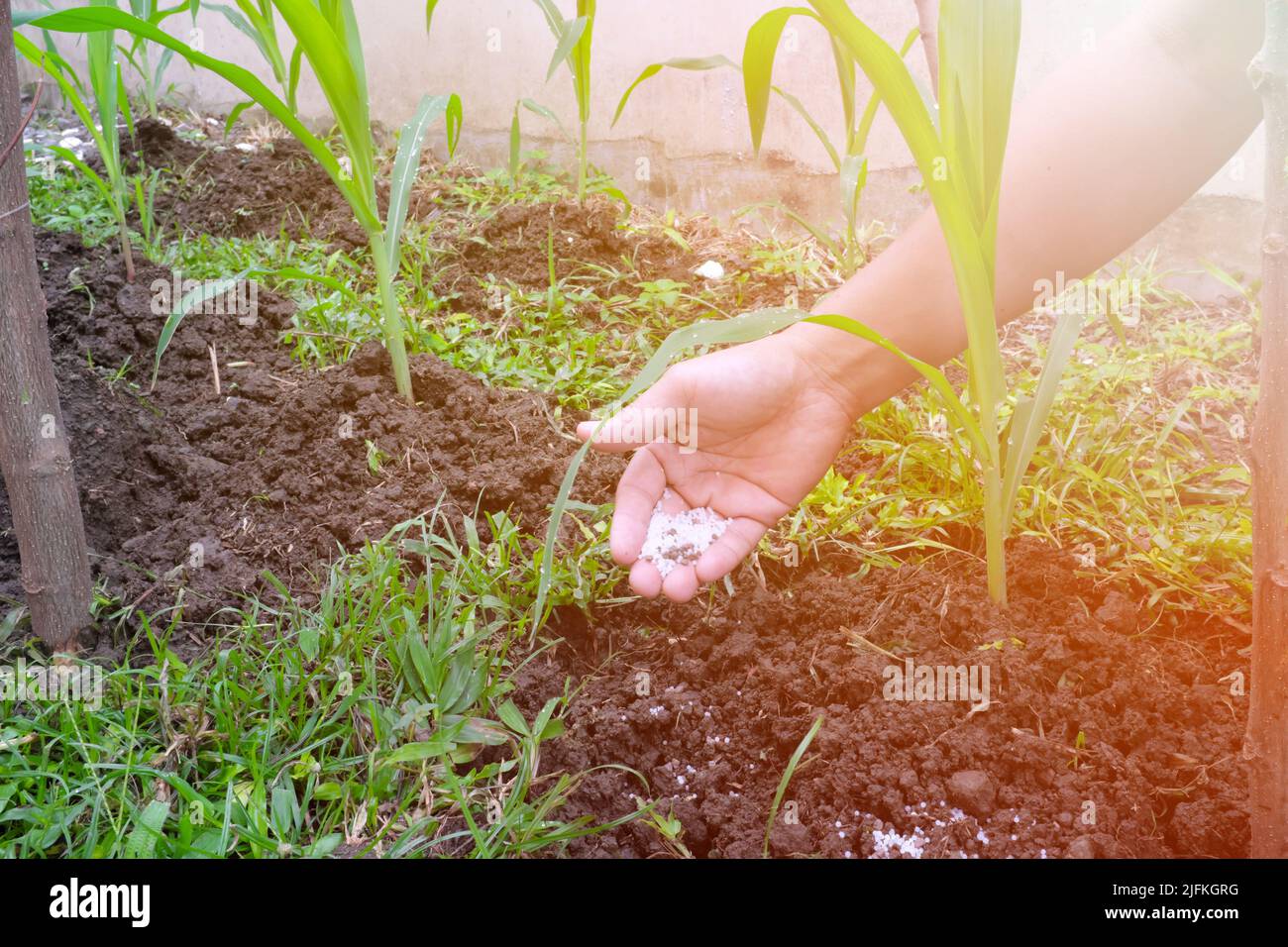 Farmer hand putting commercial chemical fertilizer on young corn plant