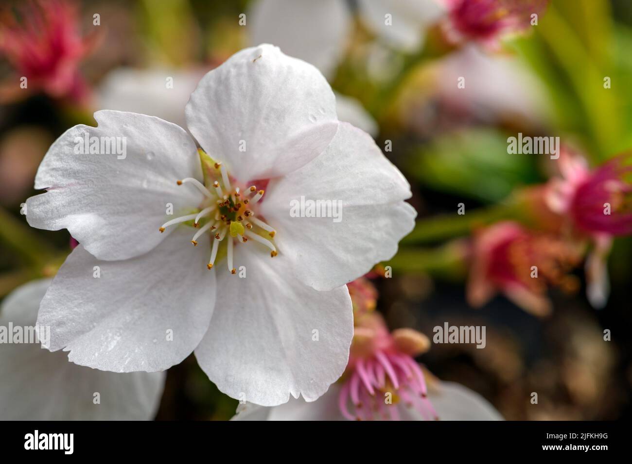 Bright spring photo of a blooming cherry tree focusing on one flower. Stock Photo