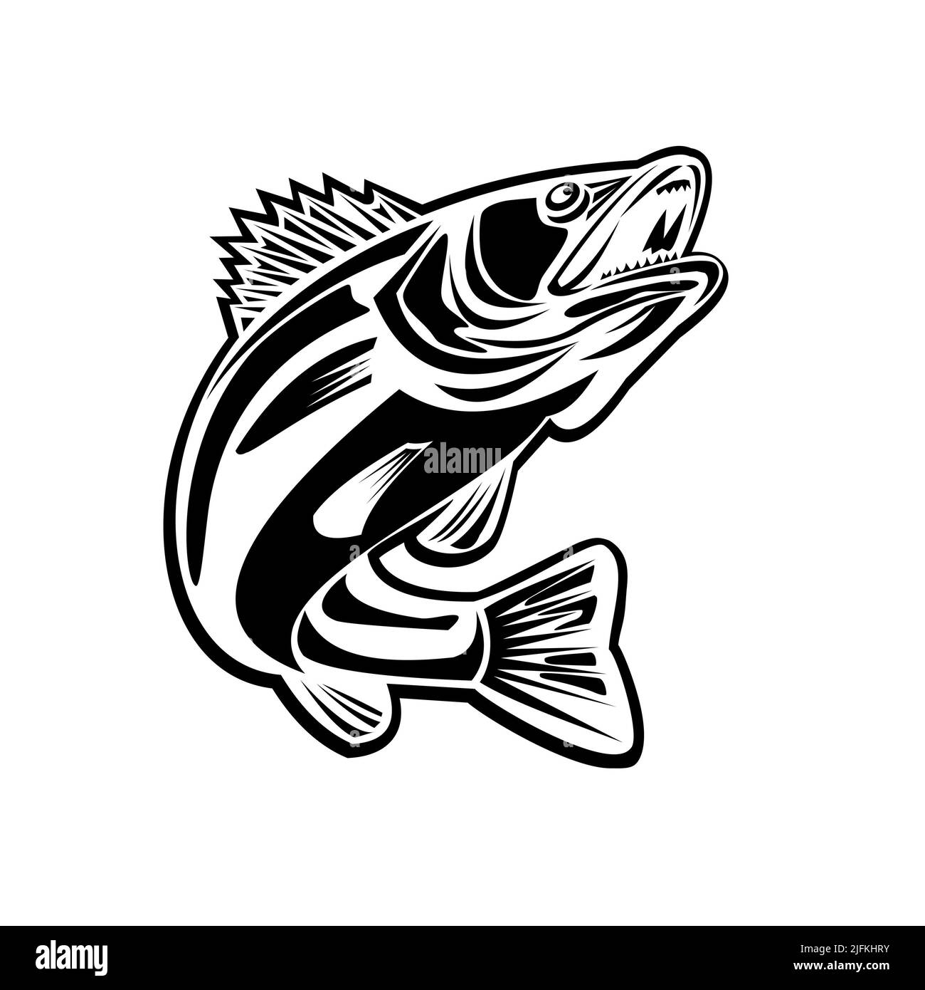 Black and white illustration of a barramundi or Asian sea bass or Lates calcarifer jumping up